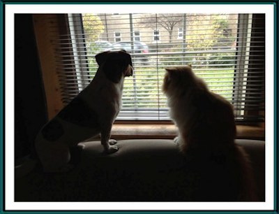 Simba And His Friend Waiting For Mum Hester To Come Home